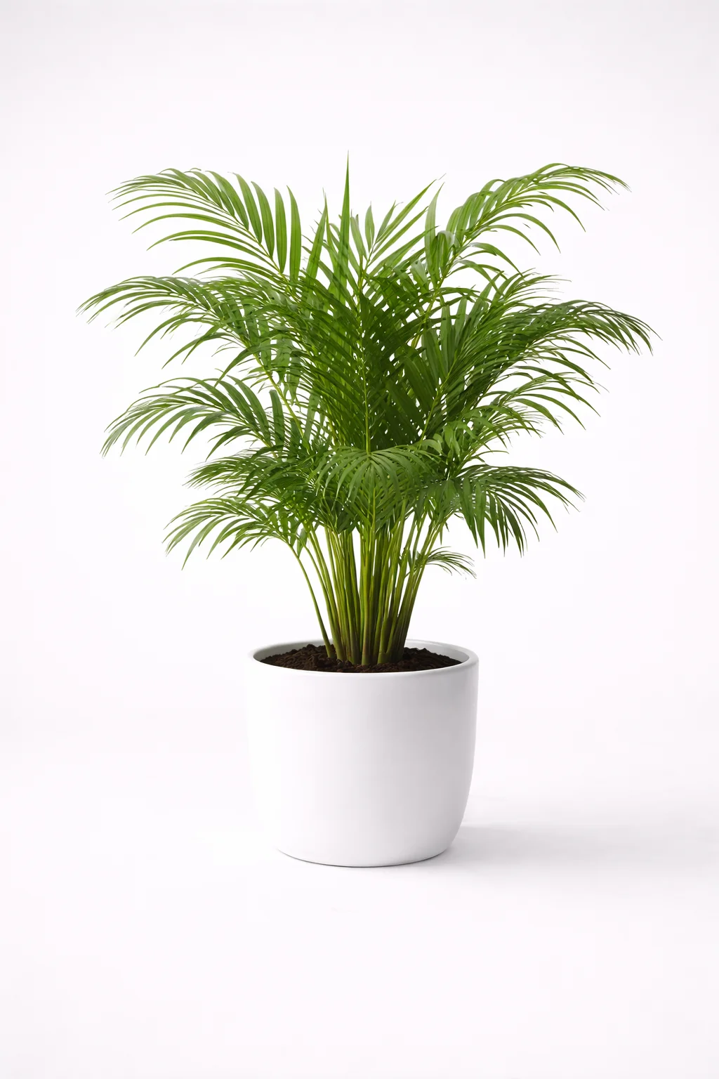 Parlor Palm
